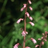 Botanischer Garten Tübingen 17.05.2015