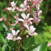 Botanischer Garten Tübingen 17.05.2015