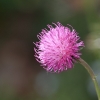 Botanischer Garten Tübingen 17.05.2015