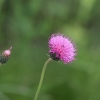 Botanischer Garten Tübingen 17.05.2015