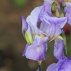 Botanischer Garten Tübingen 17.05.2015