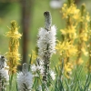 Botanischer Garten Tübingen 17.05.2015
