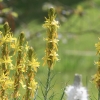 Botanischer Garten Tübingen 17.05.2015