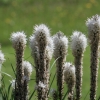 Botanischer Garten Tübingen 17.05.2015