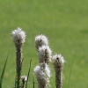 Botanischer Garten Tübingen 17.05.2015
