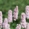 Botanischer Garten Tübingen 17.05.2015