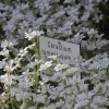 Botanischer Garten Tübingen 17.05.2015