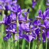 Botanischer Garten Tübingen 17.05.2015