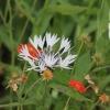Botanischer Garten Tübingen 17.05.2015