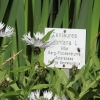 Botanischer Garten Tübingen 17.05.2015