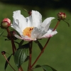 Botanischer Garten Tübingen 17.05.2015