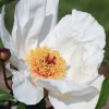 Botanischer Garten Tübingen 17.05.2015