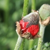 Botanischer Garten Tübingen 17.05.2015