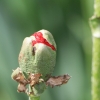 Botanischer Garten Tübingen 17.05.2015