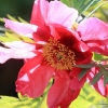 Botanischer Garten Tübingen 17.05.2015