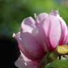 Botanischer Garten Tübingen 17.05.2015