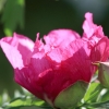 Botanischer Garten Tübingen 17.05.2015