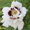 Botanischer Garten Tübingen 17.05.2015