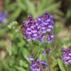 Botanischer Garten Tübingen 17.05.2015