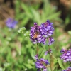 Botanischer Garten Tübingen 17.05.2015