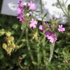 Botanischer Garten Tübingen 17.05.2015