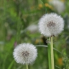 Botanischer Garten Tübingen 17.05.2015