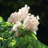 Botanischer Garten Tübingen 17.05.2015