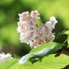 Botanischer Garten Tübingen 17.05.2015