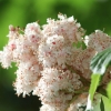 Botanischer Garten Tübingen 17.05.2015