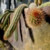 Botanischer Garten Tübingen 22.11.2015