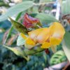 Botanischer Garten Tübingen 22.11.2015