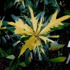 Botanischer Garten Tübingen 22.11.2015