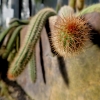 Botanischer Garten Tübingen 22.11.2015