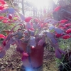 Botanischer Garten Tübingen 22.11.2015