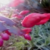 Botanischer Garten Tübingen 22.11.2015