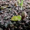 Botanischer Garten Tübingen 22.11.2015