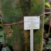 Botanischer Garten Tübingen 22.11.2015