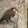 Burg Hohen Neuffen 11.05.2014