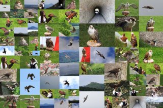 Burg Hohen Neuffen 11.05.2014