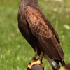 Burg Hohen Neuffen 11.05.2014