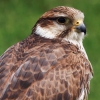 Burg Hohen Neuffen 11.05.2014