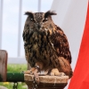 Burg Hohen Neuffen 11.05.2014