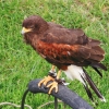Burg Hohen Neuffen 11.05.2014