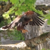 Burg Hohen Neuffen 11.05.2014