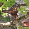 Burg Hohen Neuffen 11.05.2014