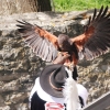 Burg Hohen Neuffen 11.05.2014