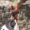 Burg Hohen Neuffen 11.05.2014