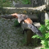 Burg Hohen Neuffen 11.05.2014