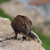 Burg Hohen Neuffen 11.05.2014