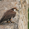 Burg Hohen Neuffen 11.05.2014